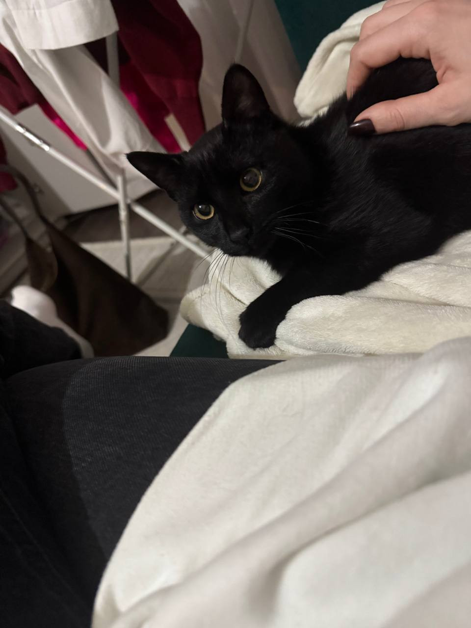 Коржик
