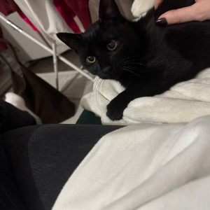Коржик