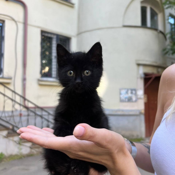 Уголёк (Кулёк)